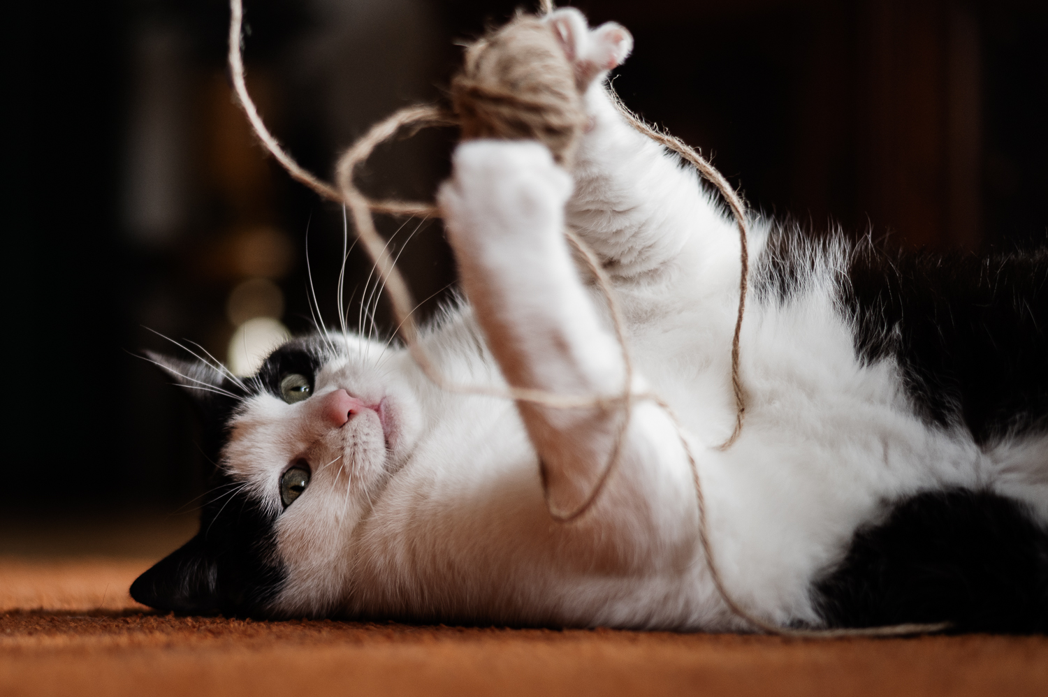 Kater der Hochzeitsfotografin Kristina Reinartz beim Spielen